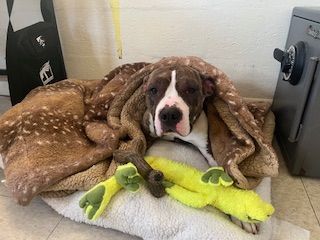 Pit bull mix, snuggled in blanket with toy, resting on a towel. Brown and white coat, looking at camera.
