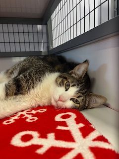 Cat lying on a red blanket with white anchor design in a cage; looking at the camera.