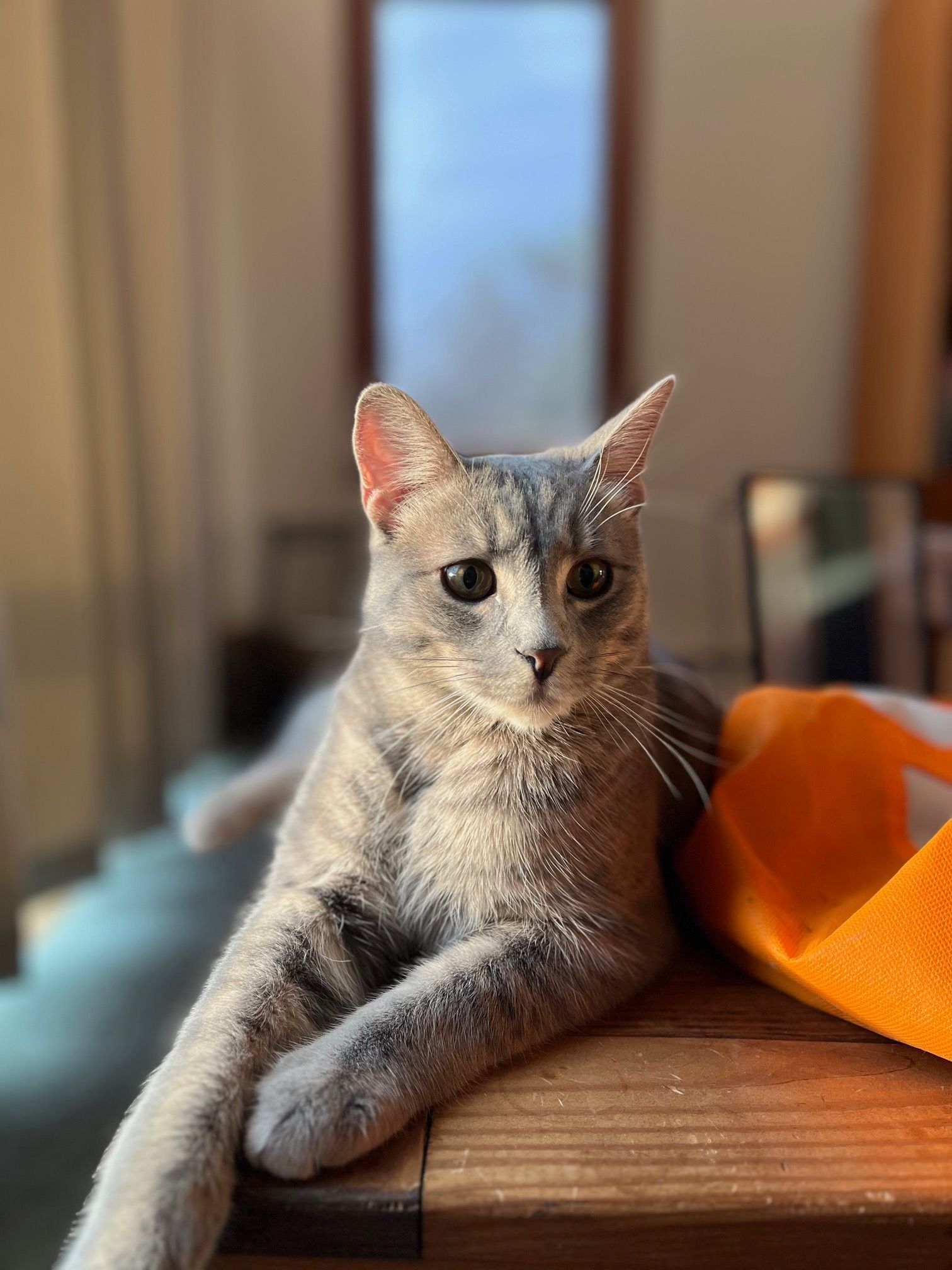 Gray cat with bright eyes resting on a wooden table, orange bag in background.