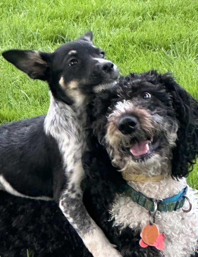 Two dogs: black and white pup hugs a happy black and tan dog in a grassy area.
