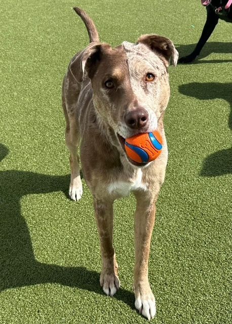 Dog with brown and white fur holds a blue and orange ball on green turf.