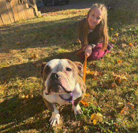 Girl kneeling with a brindle and white bulldog on a leash in a grassy yard.