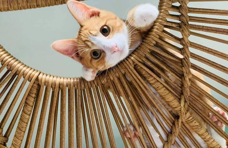 Orange and white cat peeking over a woven chair, curious expression.