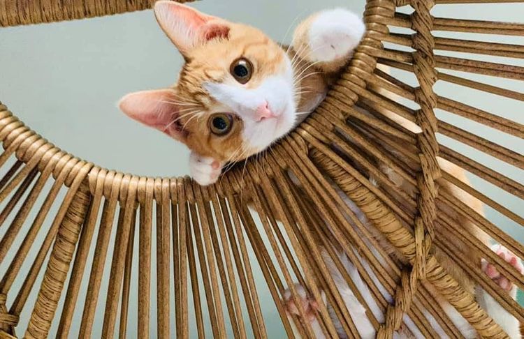 Orange-and-white cat peeking through a wicker chair, looking up with curious eyes.