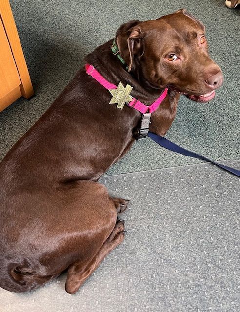 Chocolate lab wearing pink harness with a gold star-shaped tag, looking up, sitting on gray carpet.