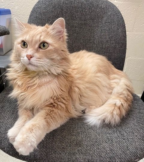 Cream-colored fluffy cat with green eyes resting on a gray chair.