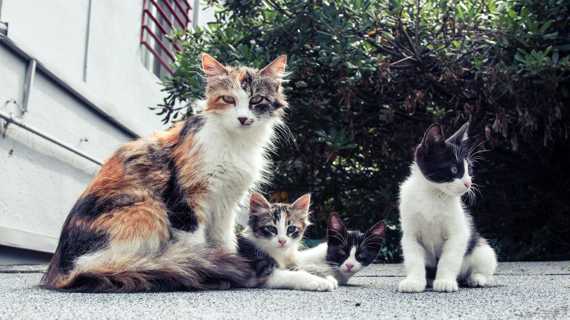 Calico cat with two kittens sit outside on a rooftop looking at the camera.