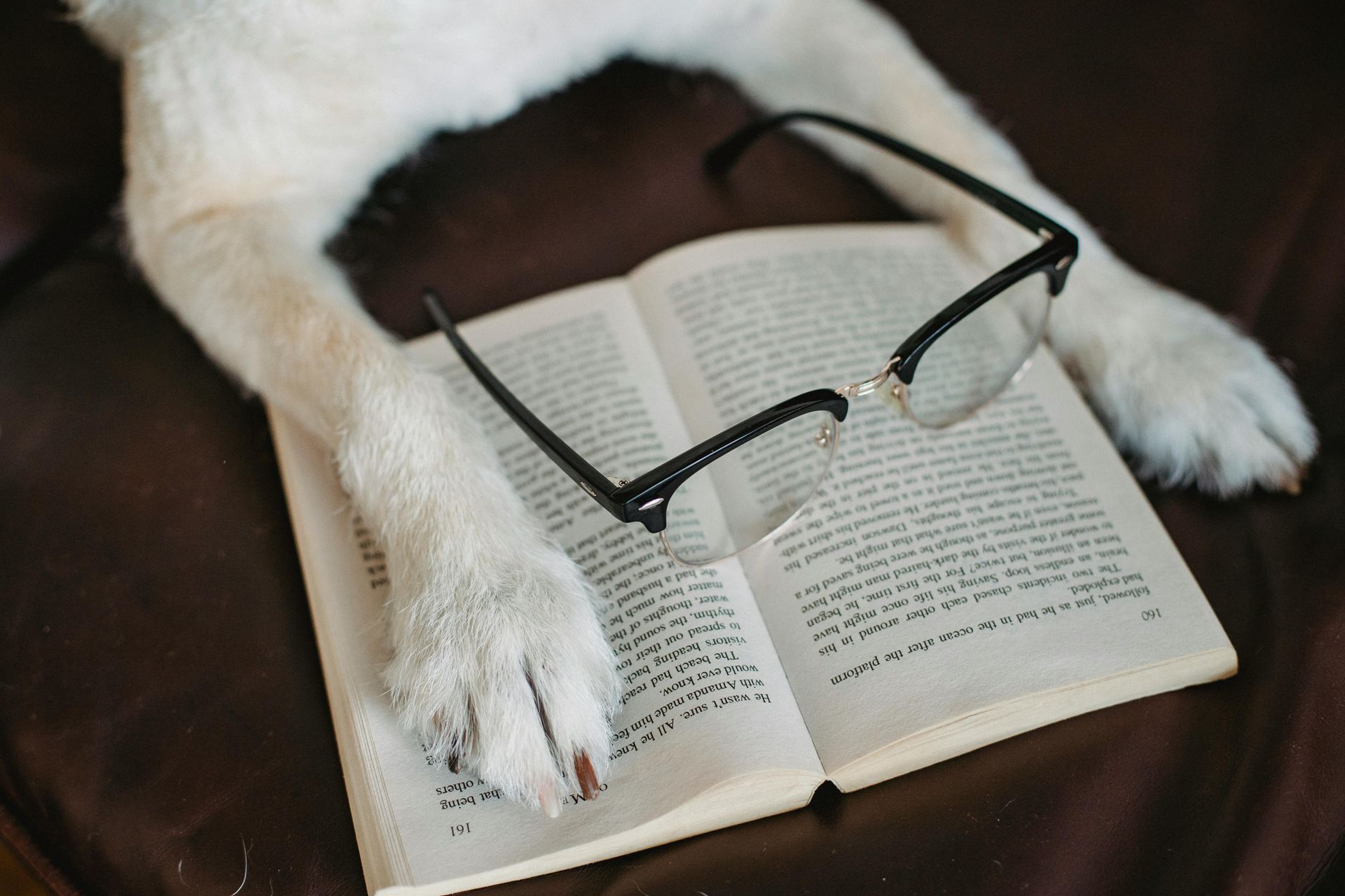 Dog paws resting on open book with glasses.