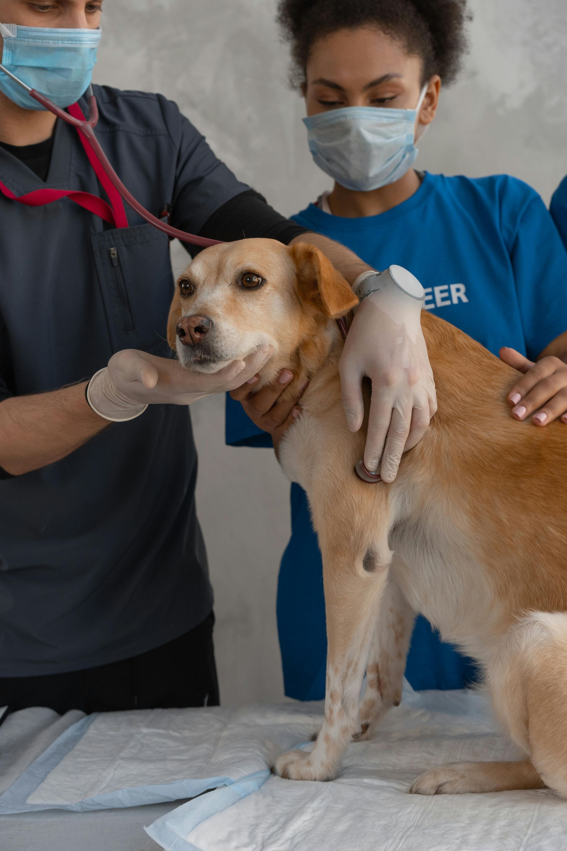 Two people with masks examine a brown dog with a stethoscope in a clinic setting.