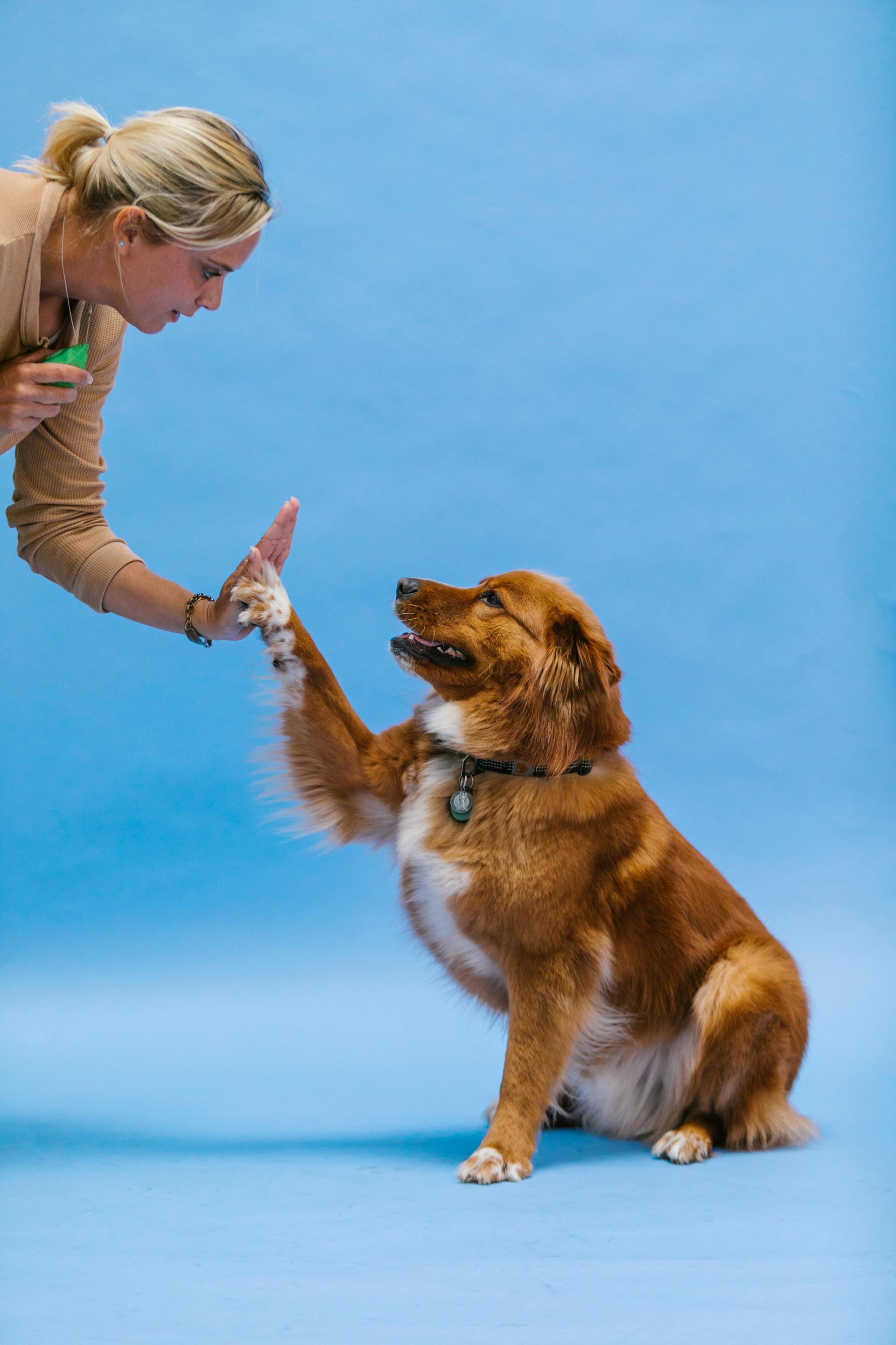 Woman and brown dog give each other a high-five against a blue backdrop.