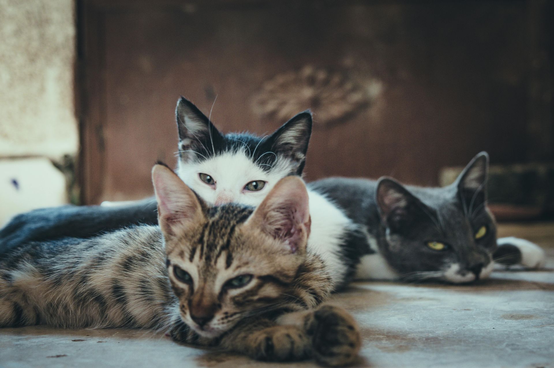 Three cats lounging: tabby in front, black/white peeking, grey to the right.