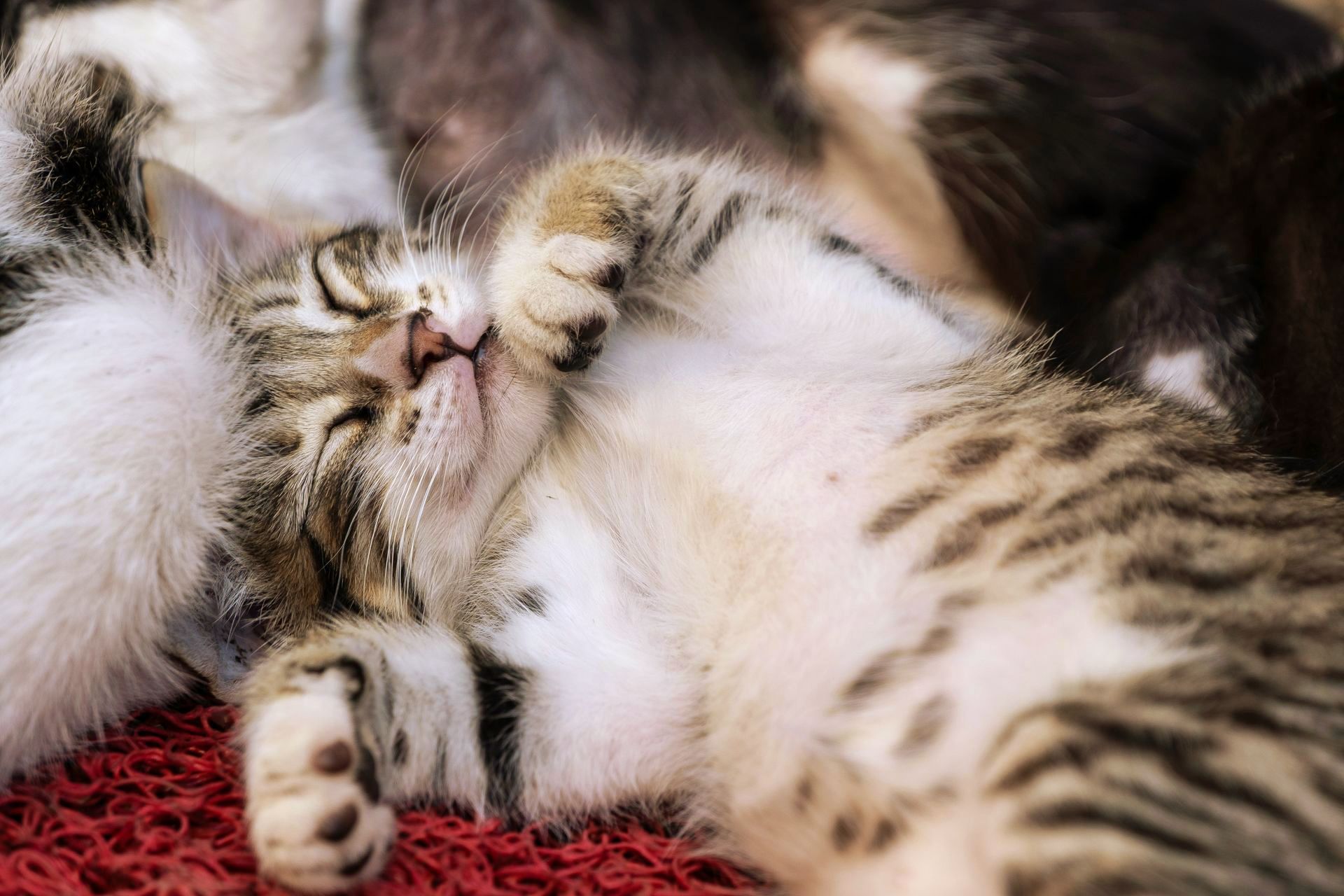 Sleeping tabby kitten, light brown and white fur, paws up, on a red surface.