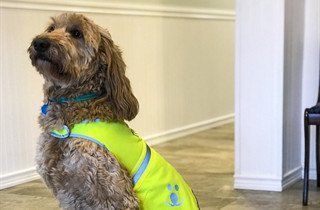 Funeral Home Staff Dog in Vest