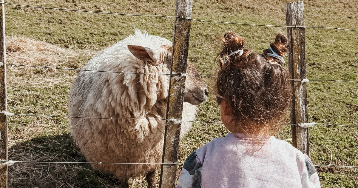 A little girl is standing in front of a fence looking at a sheep.