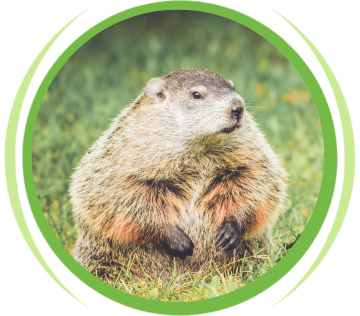 Groundhog