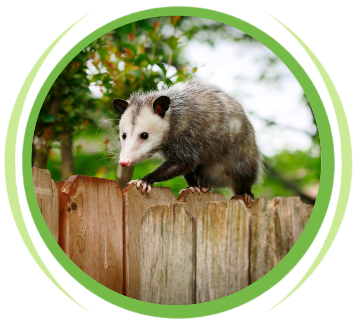 Opossum