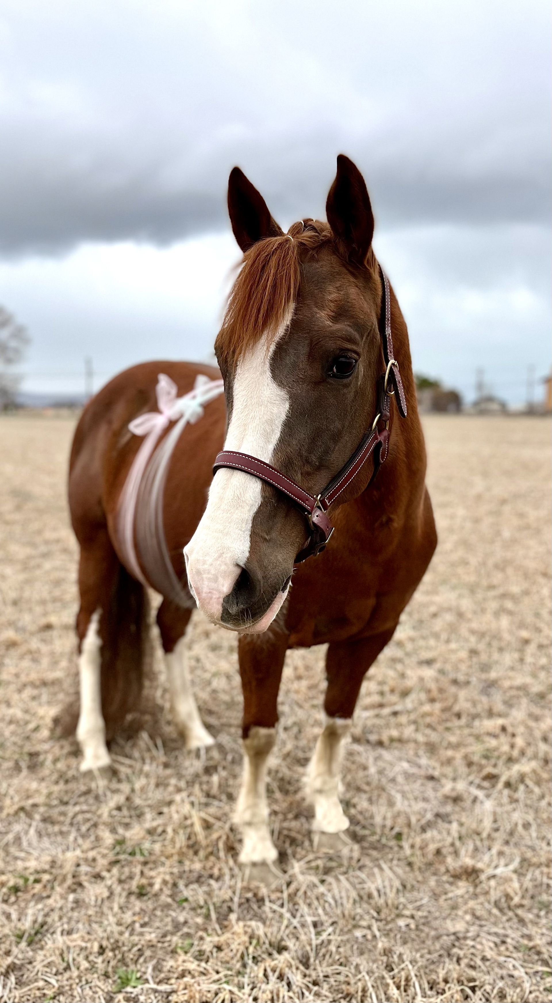 Beautiful Chestnut mare with white socks galloping.
