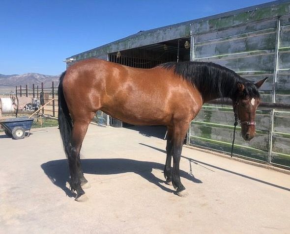 One adult and one baby horse in a field.