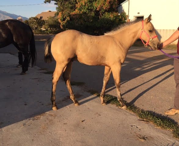Young girl on the back of a therapy horse.