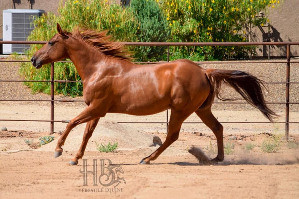 Equine Therapy horse running. Chestnut coat.