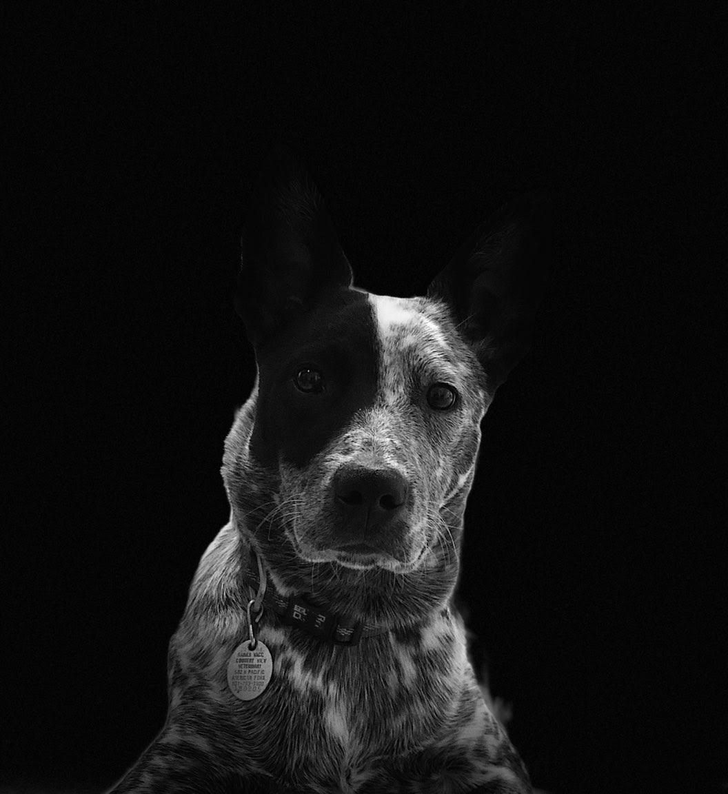 Grey therapy dog with a black patch of fur over one eye.