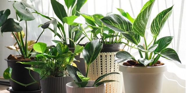 The Best Windows for House Plants According to Experts