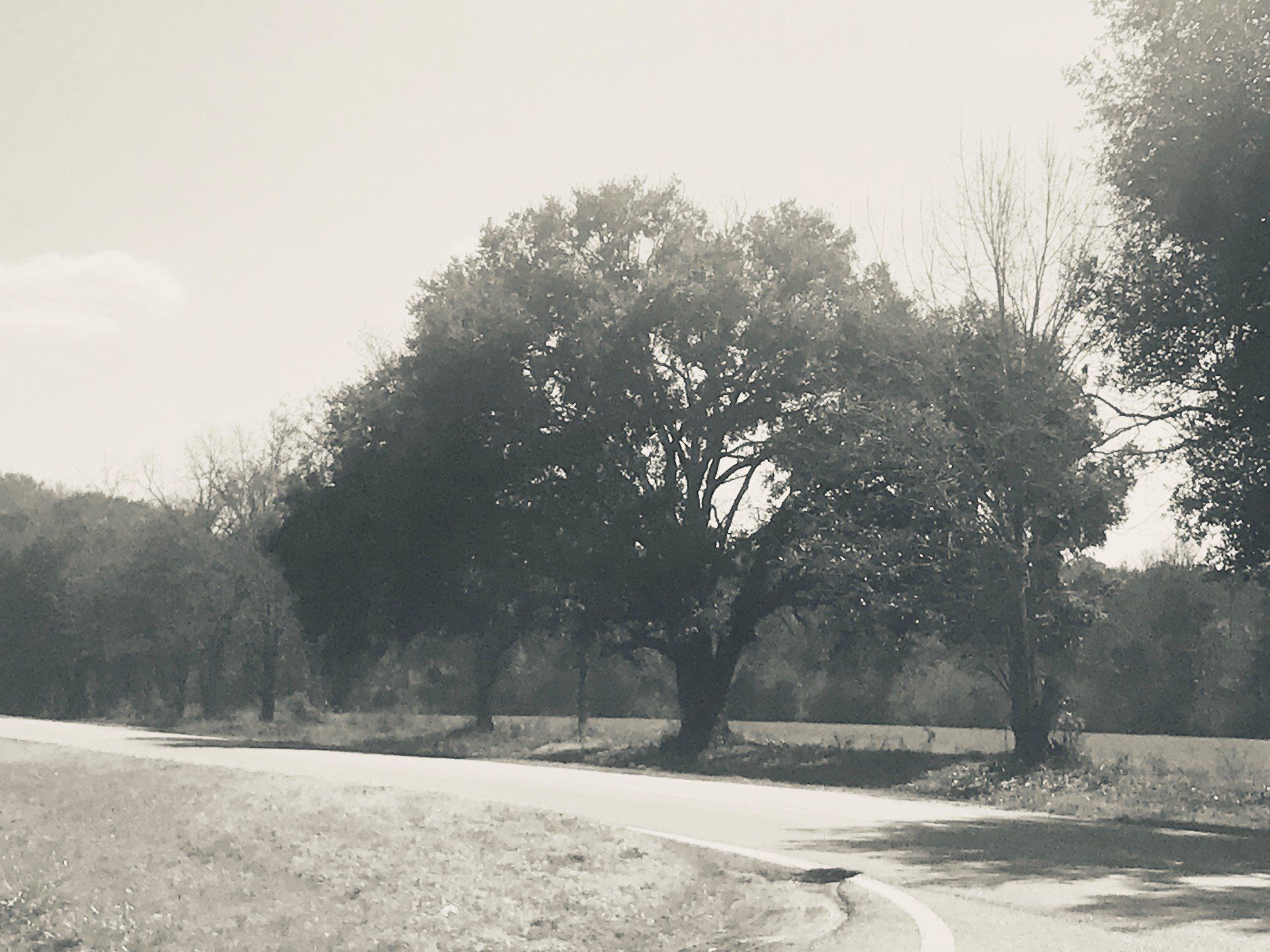 Ground Maintenance —Professional Tree Cutter in Savannah, GA Ground Maintenance —Professional Tree Cutter in Savannah, GA