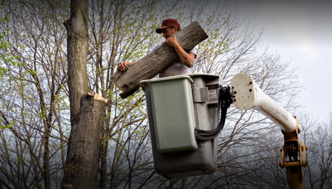 Tree Maintenance — Man Holding Tree Log in Savannah, GA