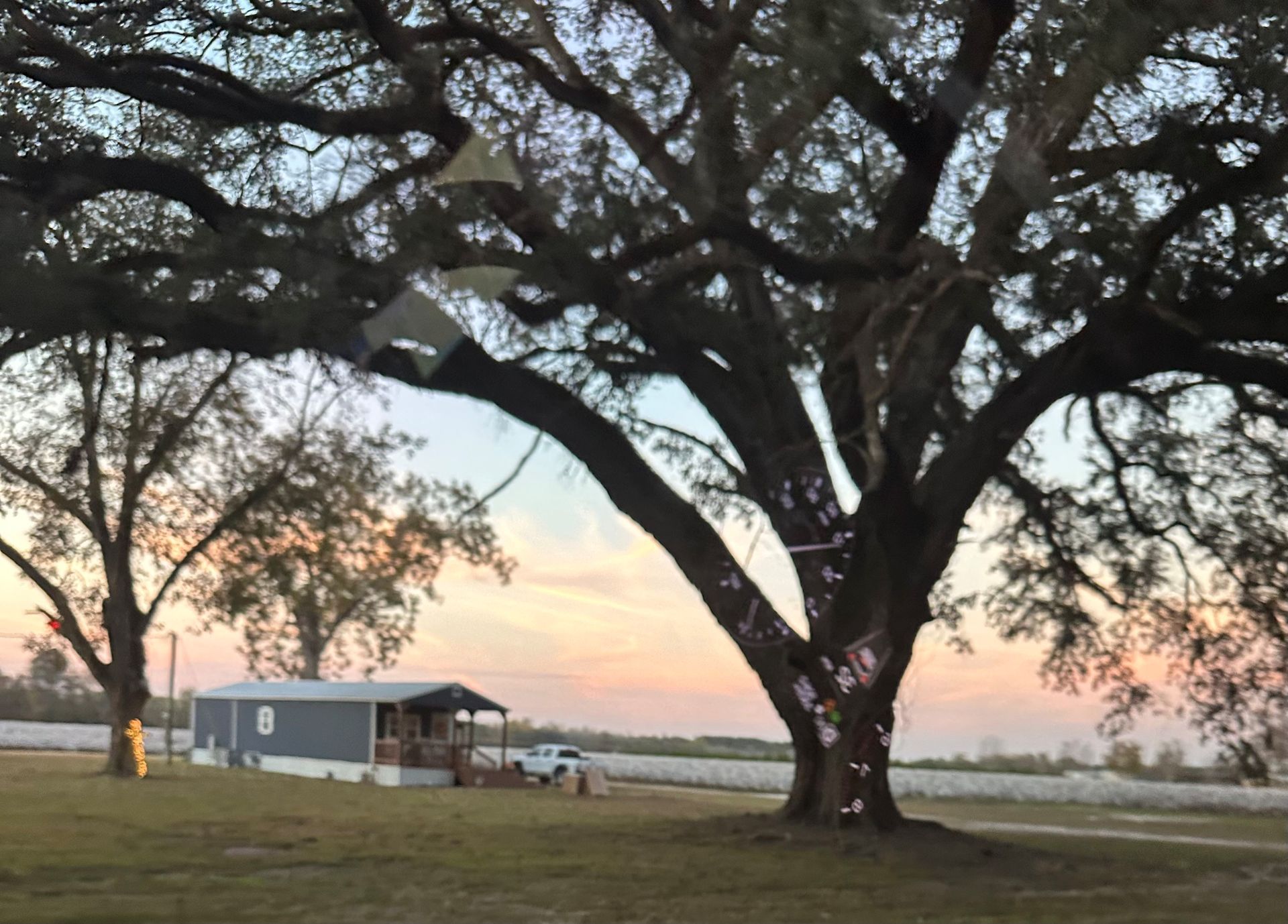 Mobile home with large tree in front at dusk.