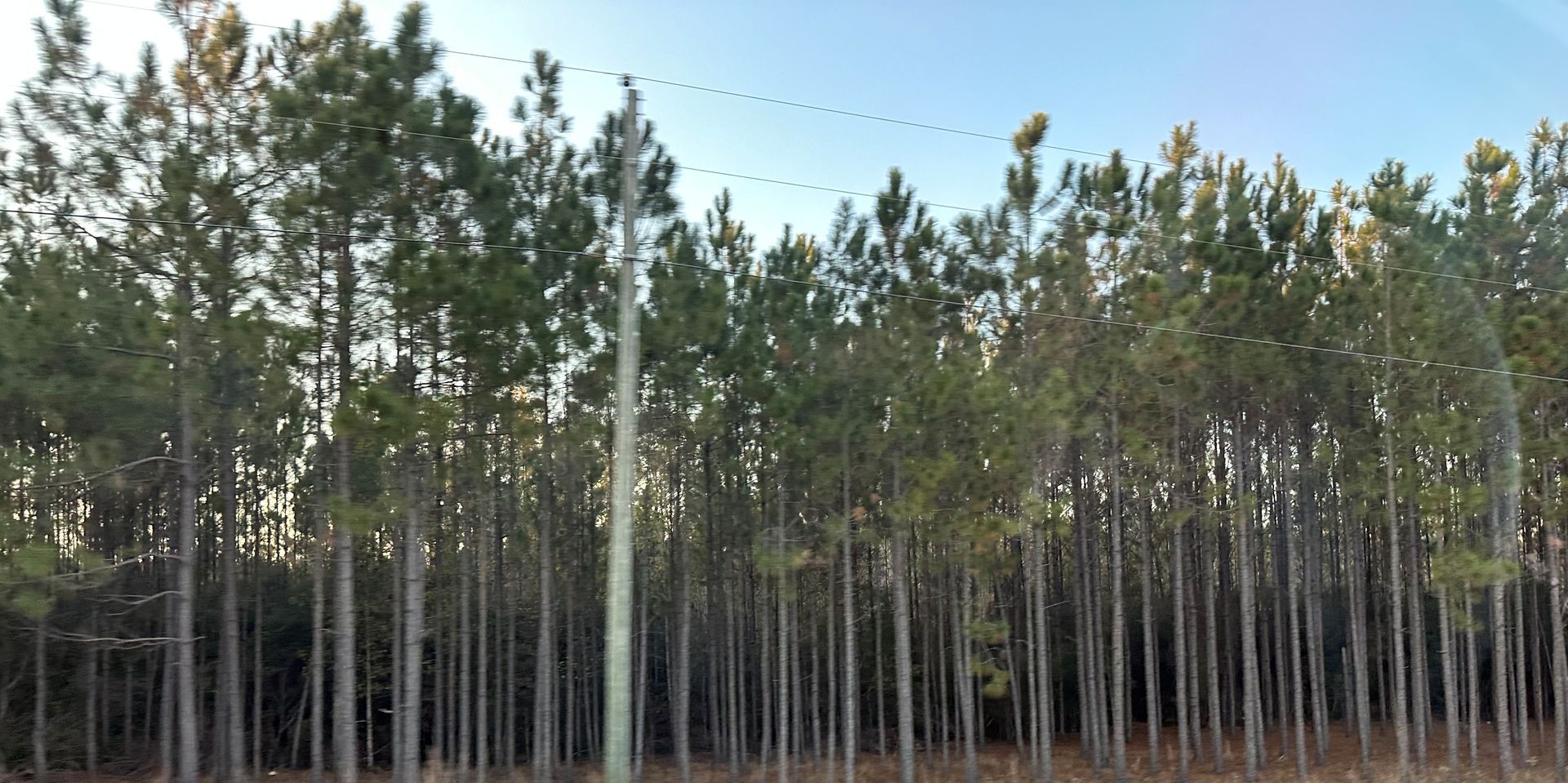 Tall evergreen trees against a light blue sky. Utility pole visible, birds in flight.