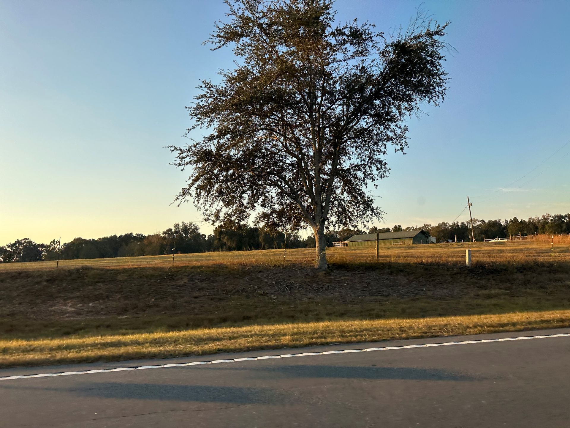 Tree on a grassy hill next to a road, under a blue sky at dusk.
