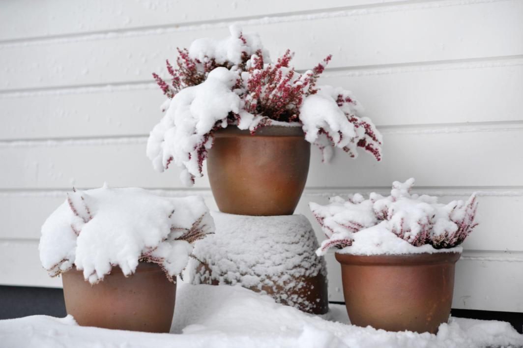 Three potted plants are covered in snow on a porch