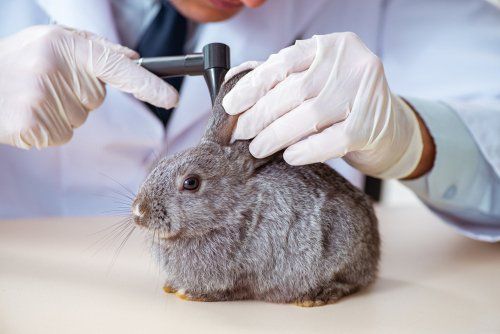 doctor examining animals ear
