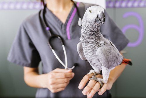 bird sitting on doctor hand