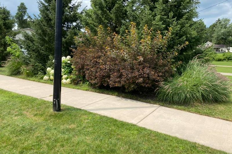 A sidewalk with trees and bushes along the side of it.