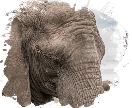 Large Gray Elephant