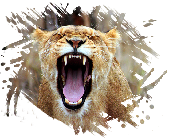 Lion Roar