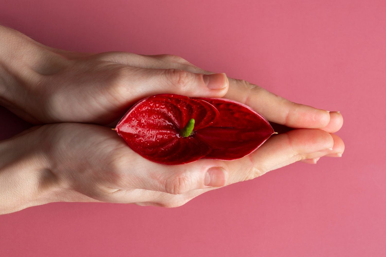 Hands cradling a vibrant red anthurium flower against a pink background.