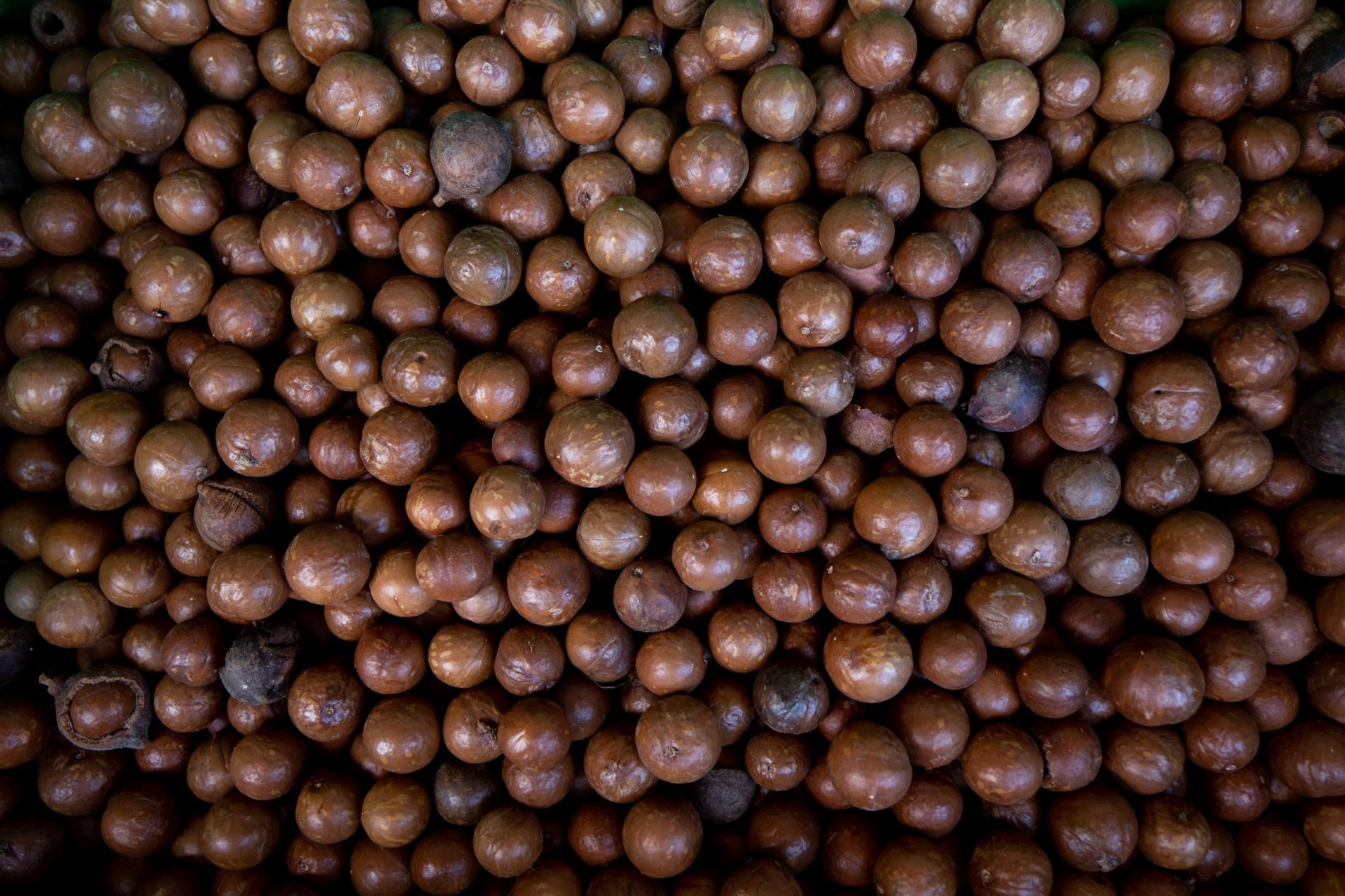 Apples sorted on conveyor belts in a factory.