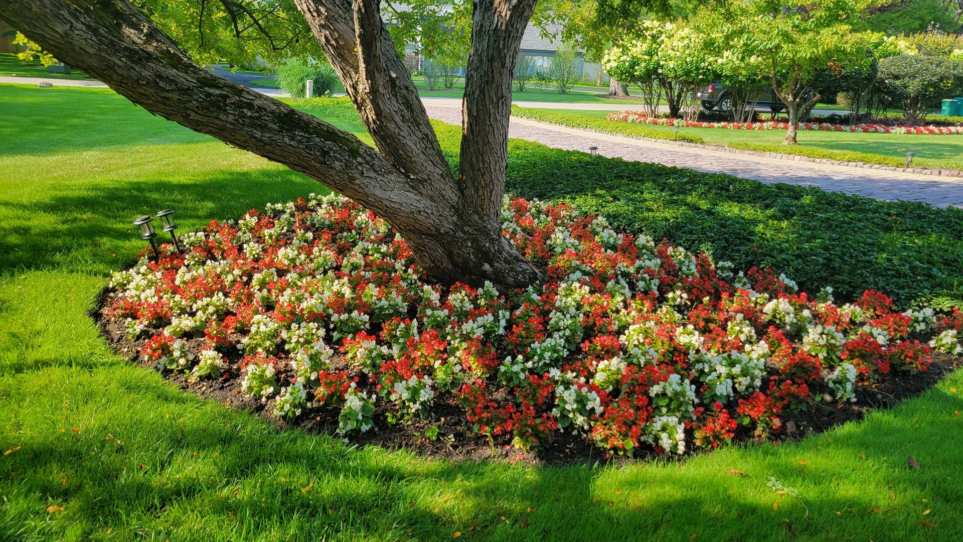 A tree with flowers around it in a park.