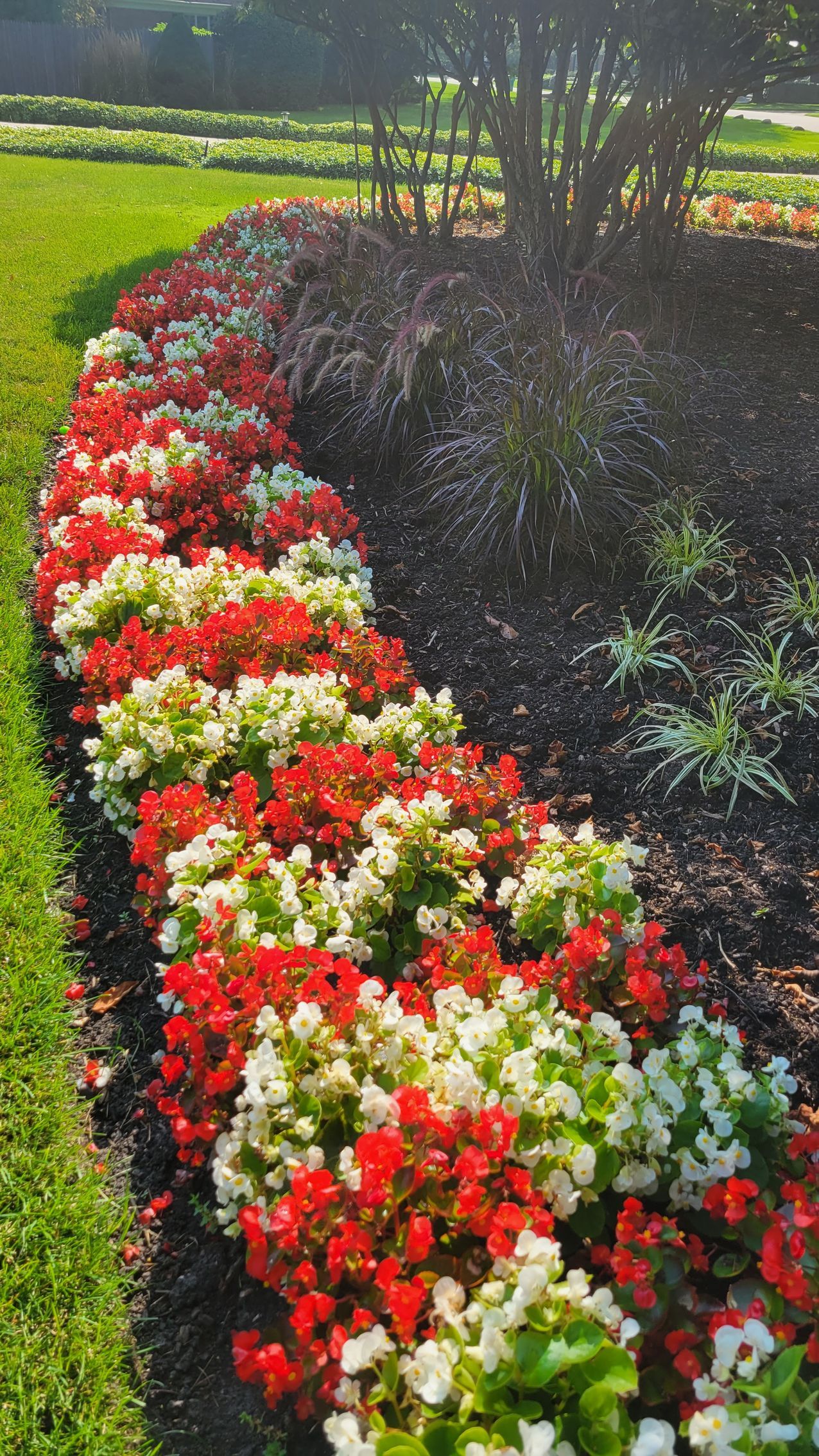 A row of red and white flowers in a garden.