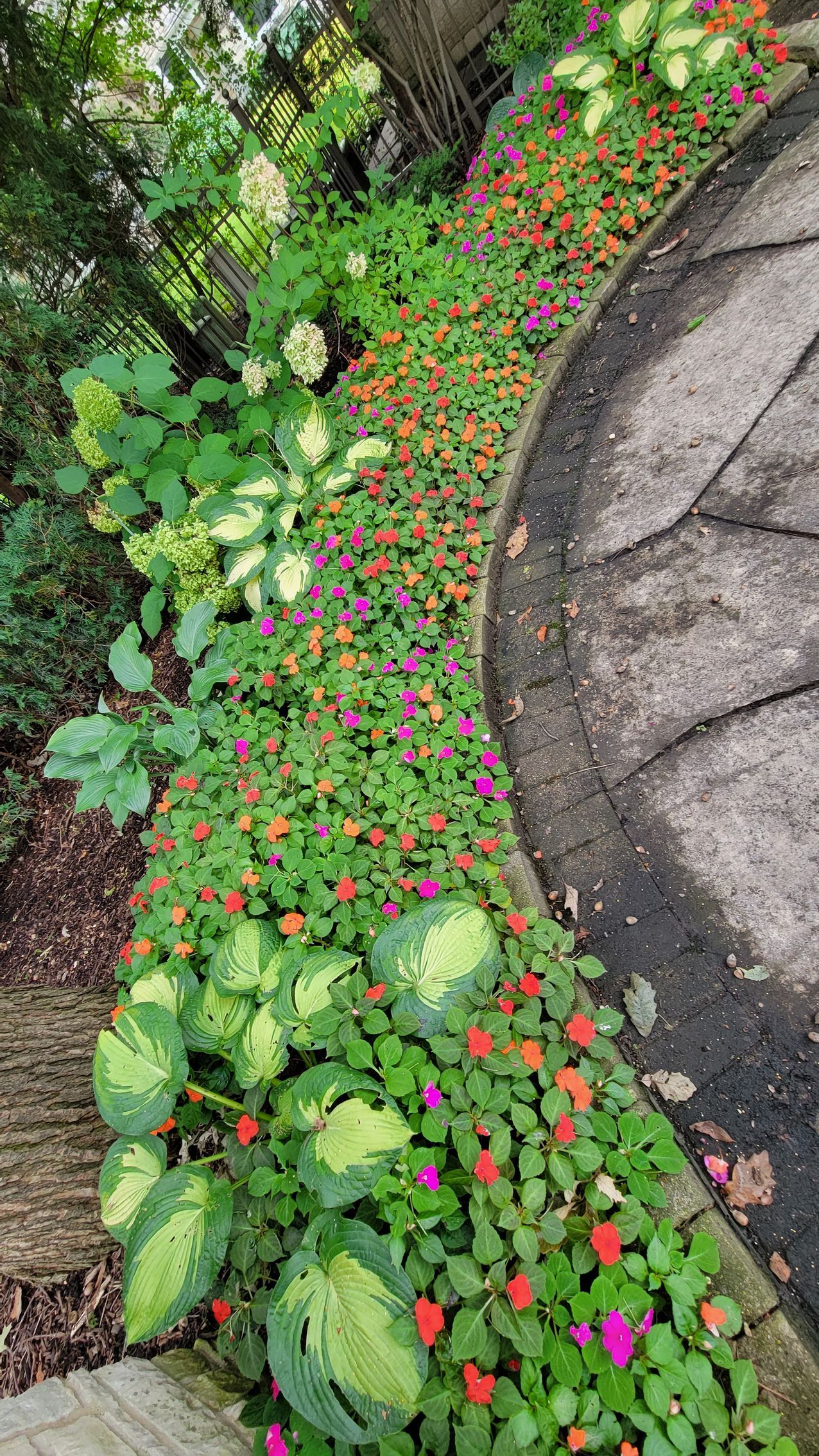 A row of flowers growing on the side of a path in a garden.