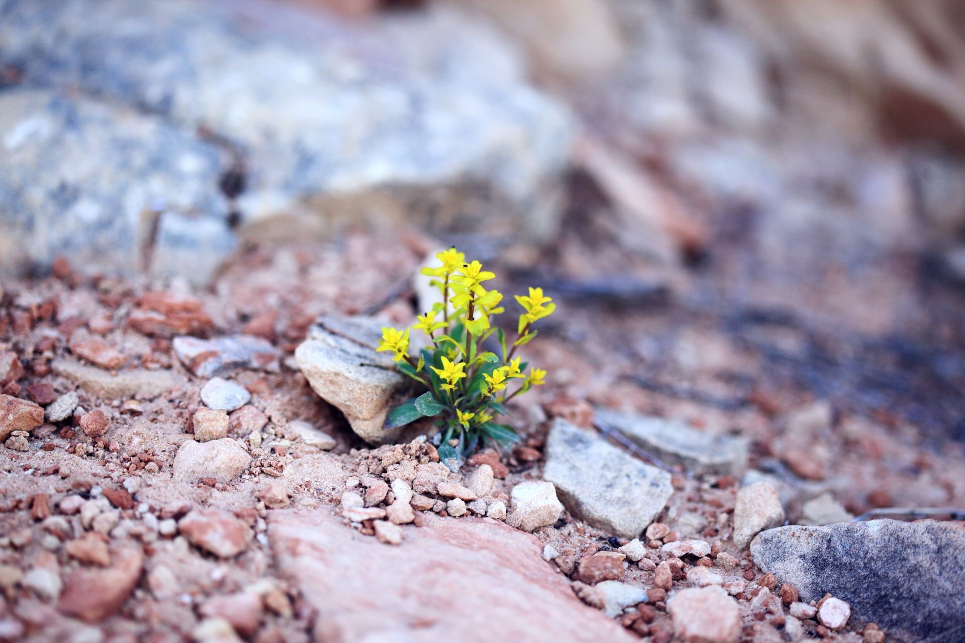 a desert with rocks and a small plant with yellow flowers growing out of the rocks alone