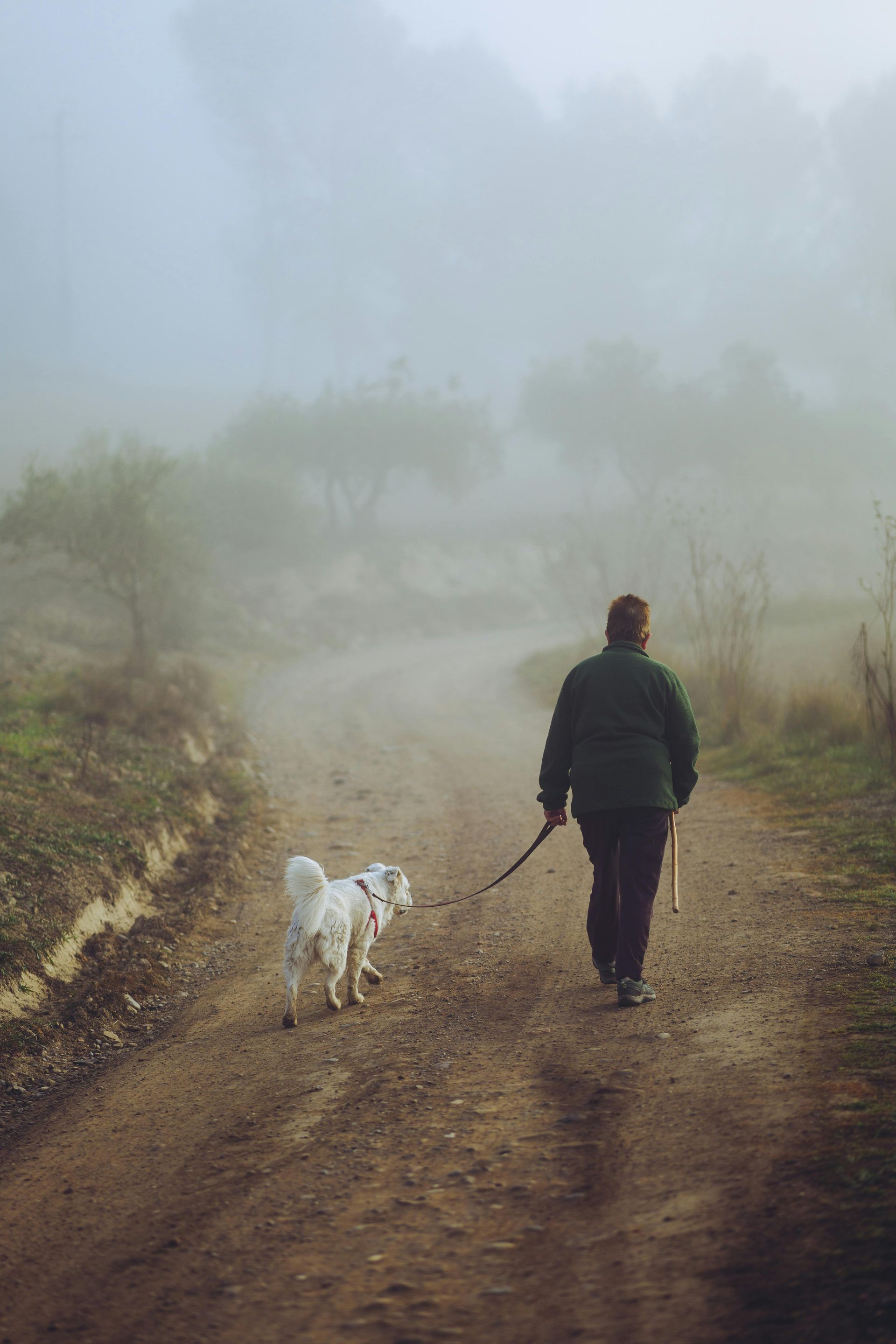 Person walking through foggy forest path representing inner healing journey
