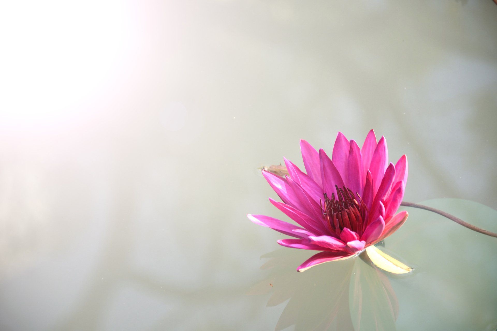 Soft pink flower representing calm spiritual guidance and inner wisdom reflection
