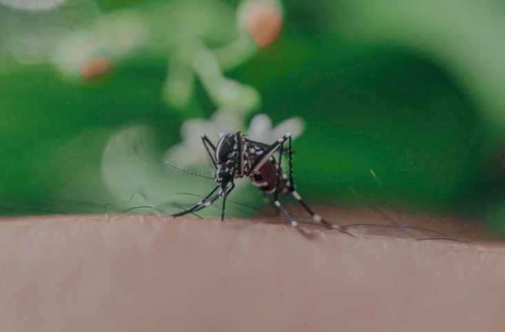 Bug Bites and Stings: When to Seek Medical Attention for Insect-Related Reactions | Dr. Mike's Walk-In Clinics