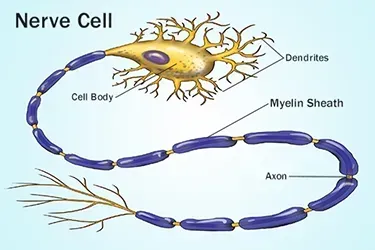Diagram of a nerve cell: yellow cell body, blue axon with myelin sheath, and branching dendrites.
