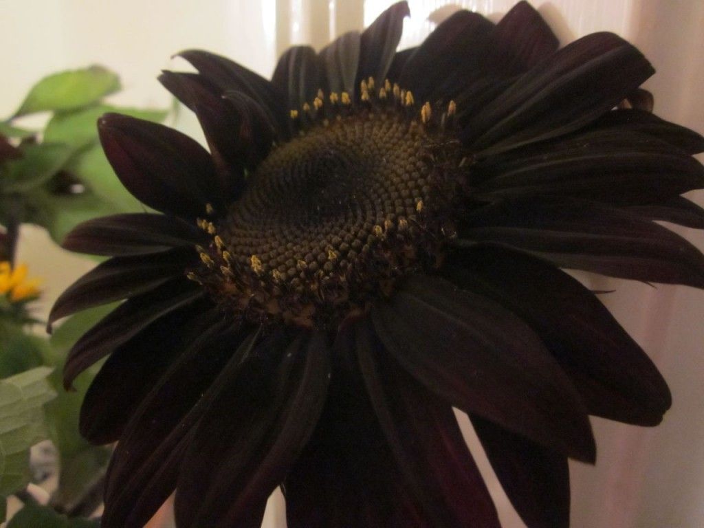 Black sunflower, dark petals, center with tiny seeds, indoor setting.