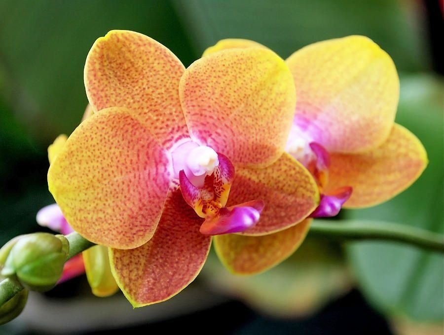 Orange and yellow orchid blossoms with pink and purple accents, growing in a garden.