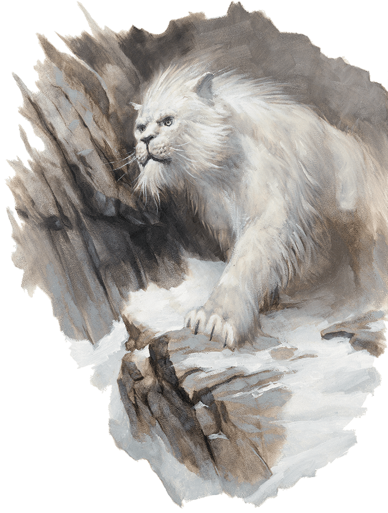 White lion cautiously steps across rocky terrain.